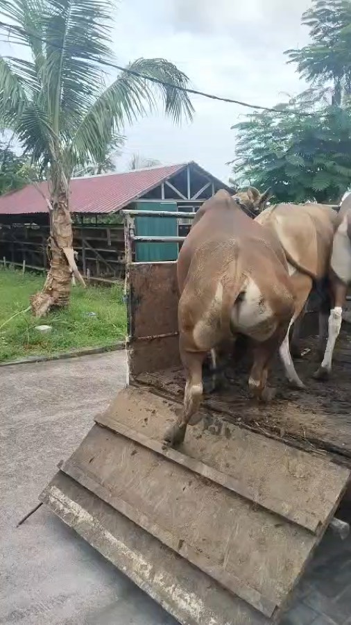 Loading Ramp & Armada Angkut NR Farm