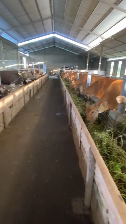 Palungan pakan berisi hijauan segar di kandang NR Farm
