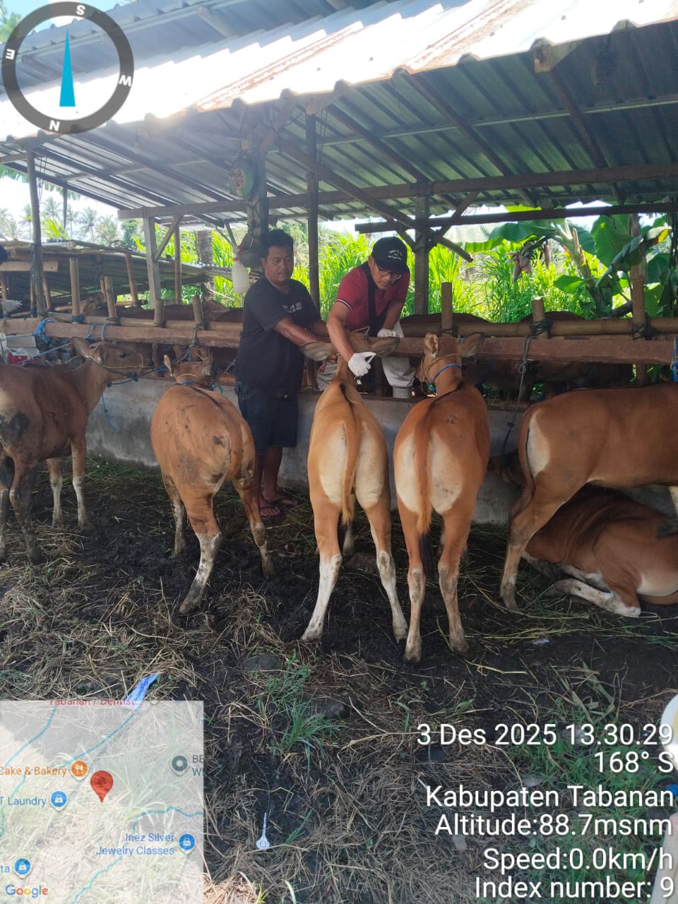 Pemeriksaan kesehatan sapi oleh petugas di kandang karantina
