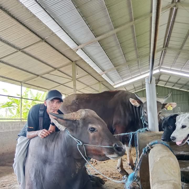 Sapi Bali Jantan di NR Farm Tabanan Bali